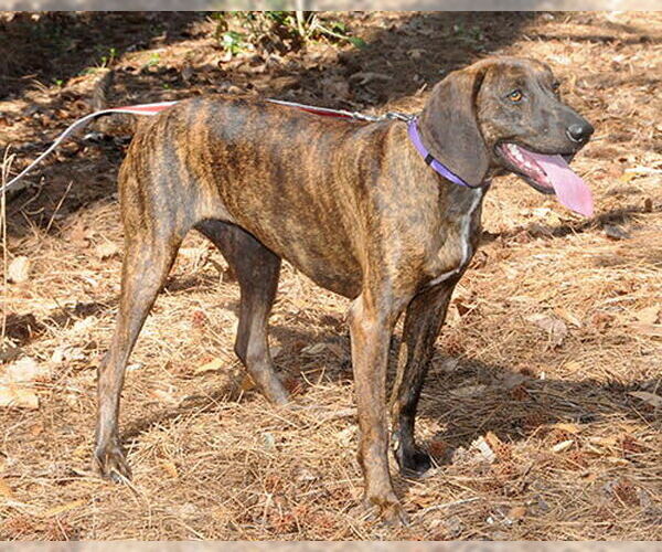 Medium Photo #3 Plott Hound-Unknown Mix Puppy For Sale in Lake Wylie, SC, USA