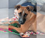 Small Photo #7 Mutt Puppy For Sale in Fenton, MO, USA