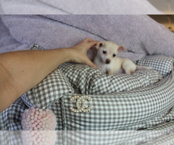 Medium Photo #4 Chihuahua Puppy For Sale in FORT LAUDERDALE, FL, USA
