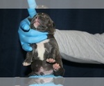 Small #37 American Bully