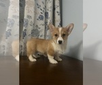 Small #69 Pembroke Welsh Corgi