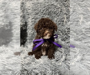 Cavapoo (Toy) Puppy for sale in JEFFERSONVILLE, IN, USA