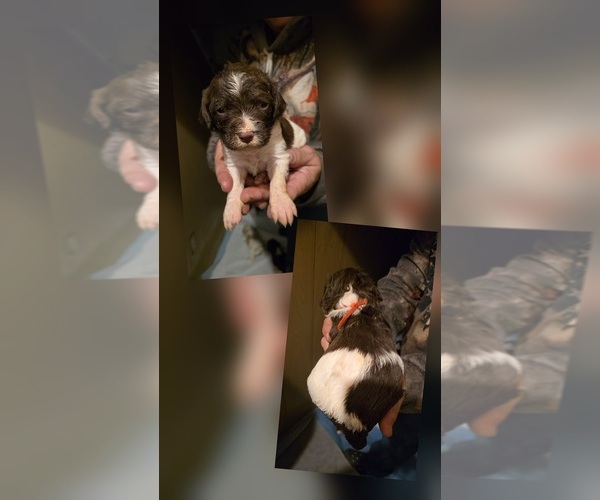 Medium Photo #5 Brittany Puppy For Sale in MOHAWK, NY, USA