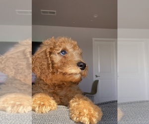 Goldendoodle Puppy for sale in DALY CITY, CA, USA