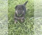 Puppy Lime Collar German Shepherd Dog