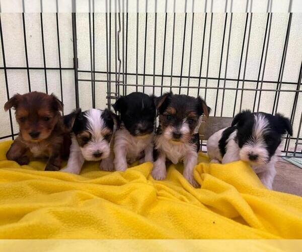 Medium Photo #1 Morkie Puppy For Sale in TUCSON, AZ, USA