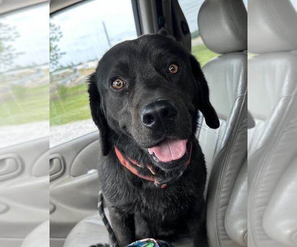 Medium Photo #1 Labrador Retriever-Unknown Mix Puppy For Sale in Evansville, IN, USA