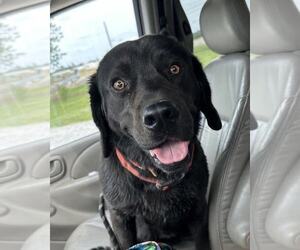 Labrador Retriever-Unknown Mix Dogs for adoption in Evansville, IN, USA