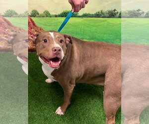 Mutt Dogs for adoption in Euless, TX, USA