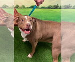 Skylar - Female Mutt Dog for Adoption - Small photo