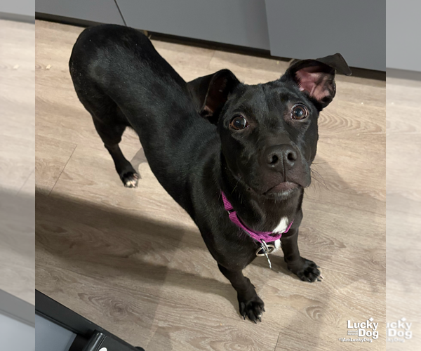 Medium Photo #11 Labrador Retriever-Unknown Mix Puppy For Sale in Washington, DC, USA