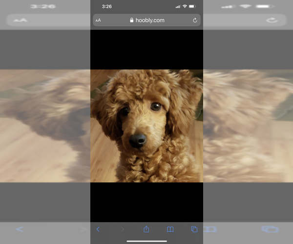 Medium Photo #1 Poodle (Miniature) Puppy For Sale in AUBURNDALE, FL, USA