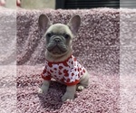 Small Photo #1 French Bulldog Puppy For Sale in HESPERIA, CA, USA