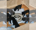 Small Photo #10 Cane Corso Puppy For Sale in VICTORVILLE, CA, USA