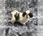 Image preview for Ad Listing. Nickname: Litter of 2