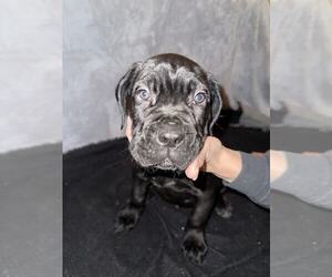 Cane Corso Puppy for sale in COLORADO SPRINGS, CO, USA