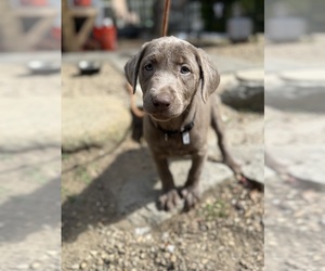 Labrador Retriever Puppy for sale in LEE, NH, USA