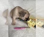 Small Photo #13 French Bulldog Puppy For Sale in OPP, AL, USA