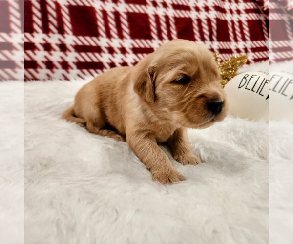 Medium Photo #3 Golden Retriever Puppy For Sale in ELMER, NJ, USA