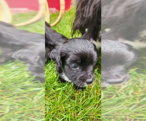 Chihuahua-Chiweenie Mix Puppy for sale in STERLING HEIGHTS, MI, USA