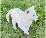 Small #2 German Shepherd Dog