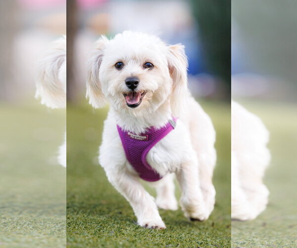 Medium Photo #2 Havamalt Puppy For Sale in McKinney, TX, USA