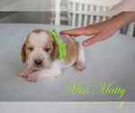 Puppy Miss Matty Basset Hound