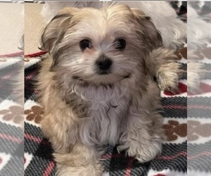 Mi-Ki Puppy for sale in SUN CITY, AZ, USA