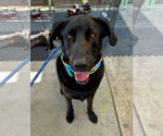 Small #1 Labrador Retriever Mix
