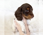 Small #4 Dachshund