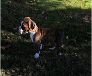 Boxer Puppy for sale in ALBANY, OR, USA