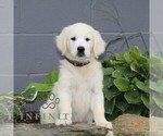 Small English Cream Golden Retriever