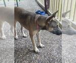 Small American Staffordshire Terrier-German Shepherd Dog Mix