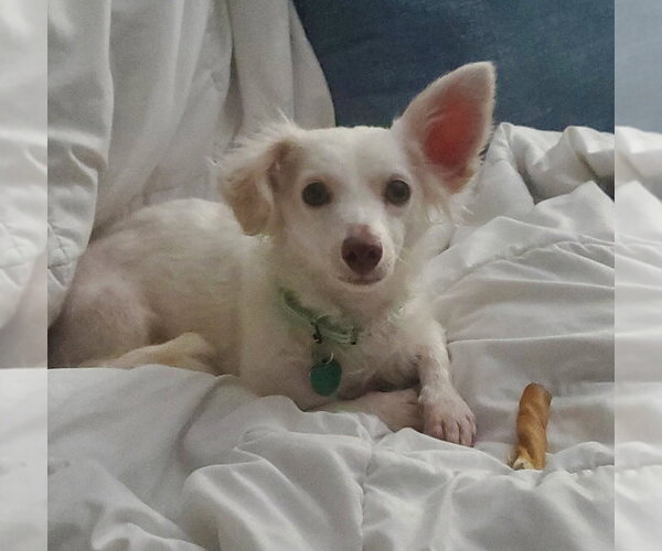 Medium Photo #1 Dachshund-Unknown Mix Puppy For Sale in Andover, MN, USA