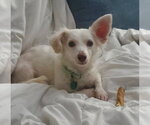 Small Dachshund Mix