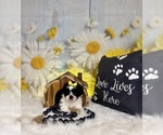 Small #5 ShihPoo