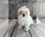 Small Photo #11 Zuchon Puppy For Sale in BOWLING GREEN, KY, USA