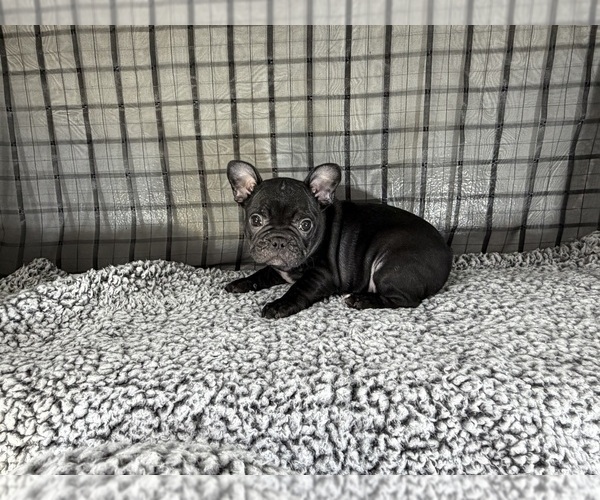 Medium Photo #17 French Bulldog Puppy For Sale in WACO, TX, USA