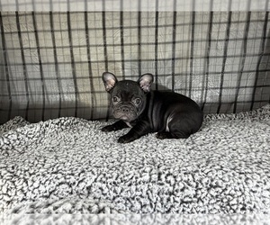 Medium French Bulldog