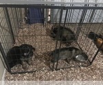 Small Photo #1 German Shepherd Dog Puppy For Sale in ATL, GA, USA