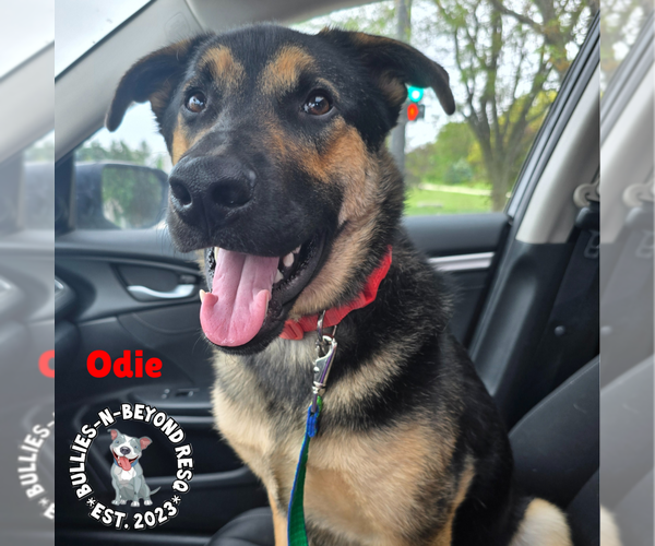 Medium Photo #1 German Shepherd Dog-Unknown Mix Puppy For Sale in Omaha, NE, USA