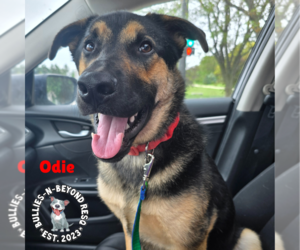 German Shepherd Dog-Unknown Mix Dogs for adoption in Omaha, NE, USA