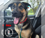 Small German Shepherd Dog Mix