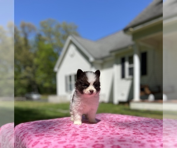 Medium Photo #69 Pomsky Puppy For Sale in DRACUT, MA, USA