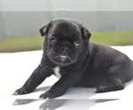 Small #1 Pug