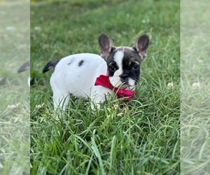 French Bulldog Puppy for sale in LANCASTER, PA, USA