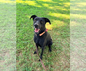 Harold - Male Labrador Retriever-Unknown Mix Dog for Adoption - Photo #2