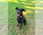 Small Photo #2 Labrador Retriever-Unknown Mix Puppy For Sale in San Diego, CA, USA