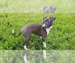 Puppy 1 Italian Greyhound