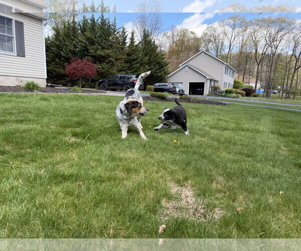 Medium Photo #4 Mutt Puppy For Sale in Garden City, NY, USA